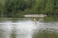 Cjp_2008_07_17_091503 (1).jpg